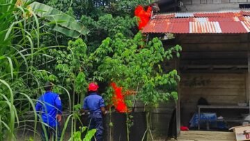 Damkar Papua Tengah evakuasi sarang tawon di Wanggar Nabire Barat.